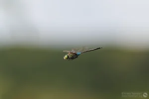 Lesser Emperor – Anax parthenope Male, Brogborough Landfill.