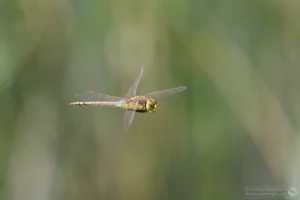 Lesser Emperor – Anax parthenope Immature Male, Brogborough Landfill.