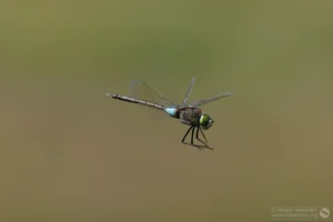 Lesser Emperor – Anax parthenope Male, Brogborough Landfill, extending its legs ready to catch prey.