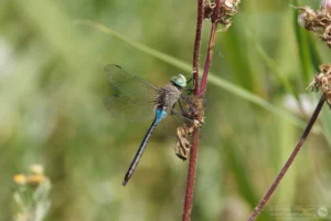 Lesser Emperor – Anax parthenope Male, Brogborough Landfill.