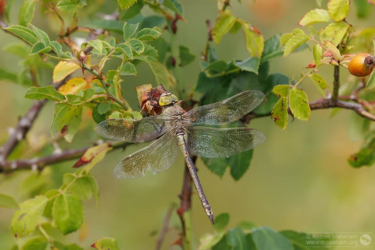 Lesser Emperor – Anax parthenope Female, Brogborough Landfill, this is the dull form.